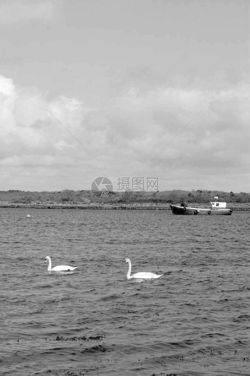两只白天鹅在海上图片