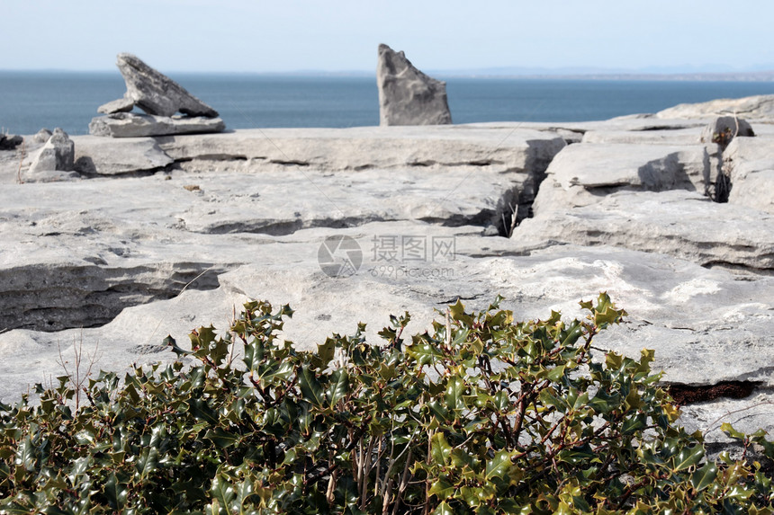 岩石布伦风景中的胡利植物图片