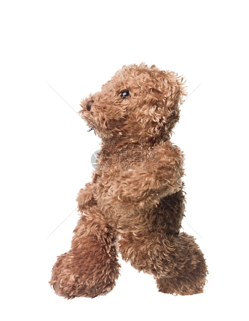 泰迪熊童年乐趣工作室毛皮影棚玩具熊填充棕色动物柔软度图片