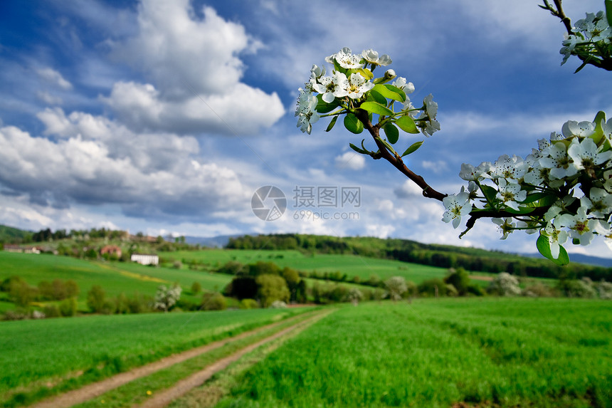 春色  绿地 蓝天空环境季节场景场地晴天农场天气牧场蓝色花朵图片