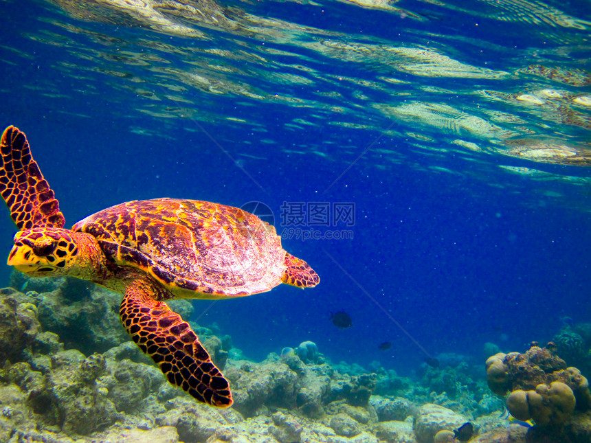 乌龟像飞翔一样游泳气候生活玳瑁潜水热带爬虫濒危海洋旅行阳光图片