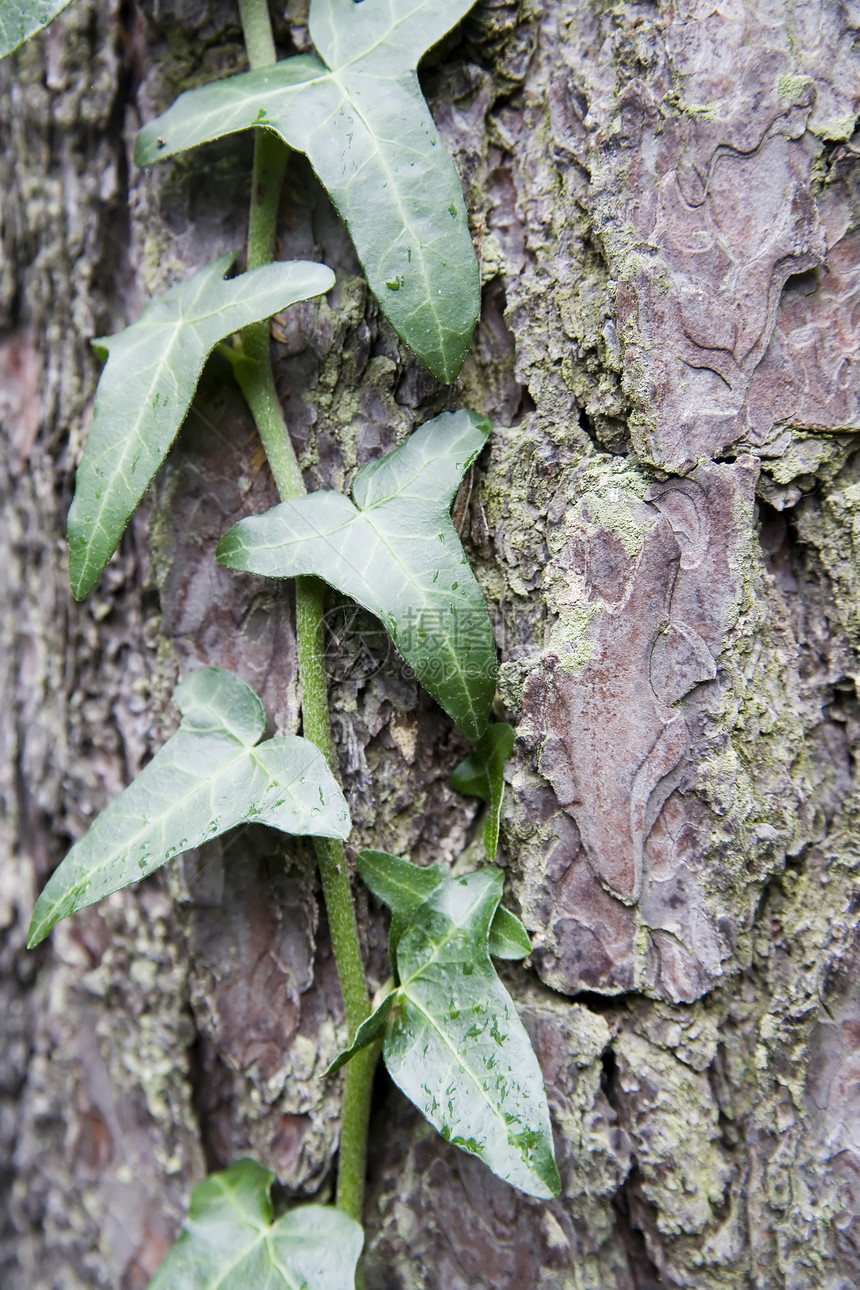 常数生长爬行者森林生活登山者棕色植物松树图片