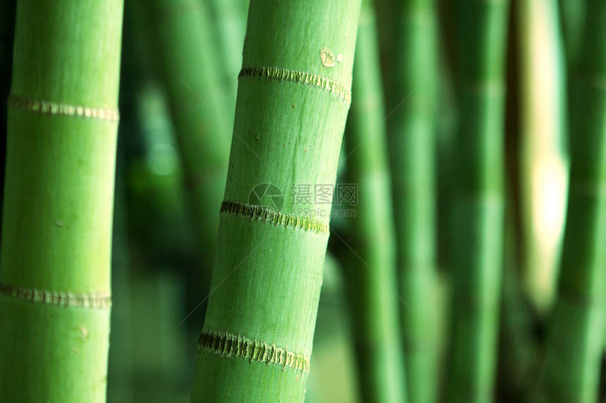 竹竹林生物文化竹子植物森林生长气候园艺花园蔬菜图片