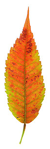红鹿角漆树叶背景图片