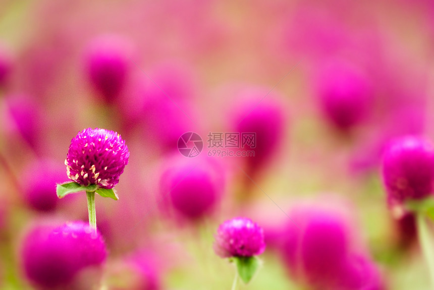 美丽的紫色花朵     淋膜花生长环境花园植物植物群园艺公园院子场地叶子图片