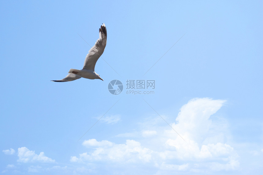 钢格野生动物天空地平线动物自由海鸥空气蓝色海洋荒野图片