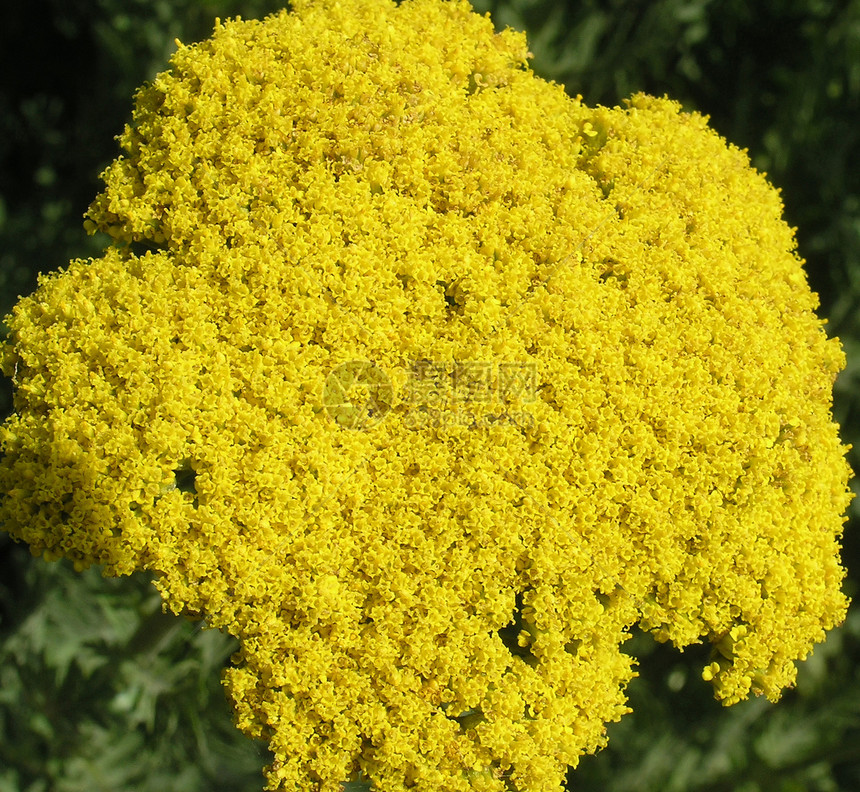 黄花花粉日光绿色阳光季节黄色乡村叶子植物群太阳图片