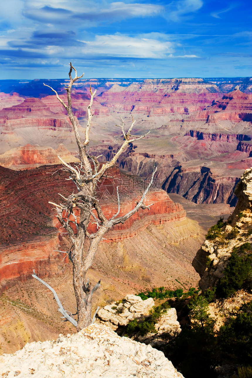 在大峡谷边缘的死树侵蚀红色悬崖风暴环境天空沙漠轮缘公园壁架图片