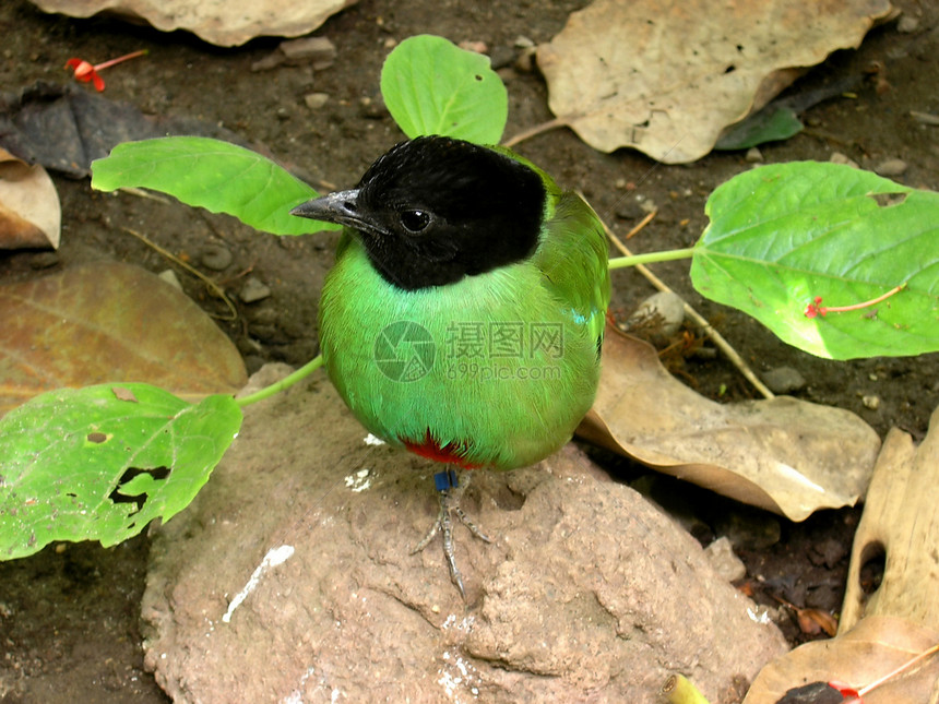 绿胸鸟图片