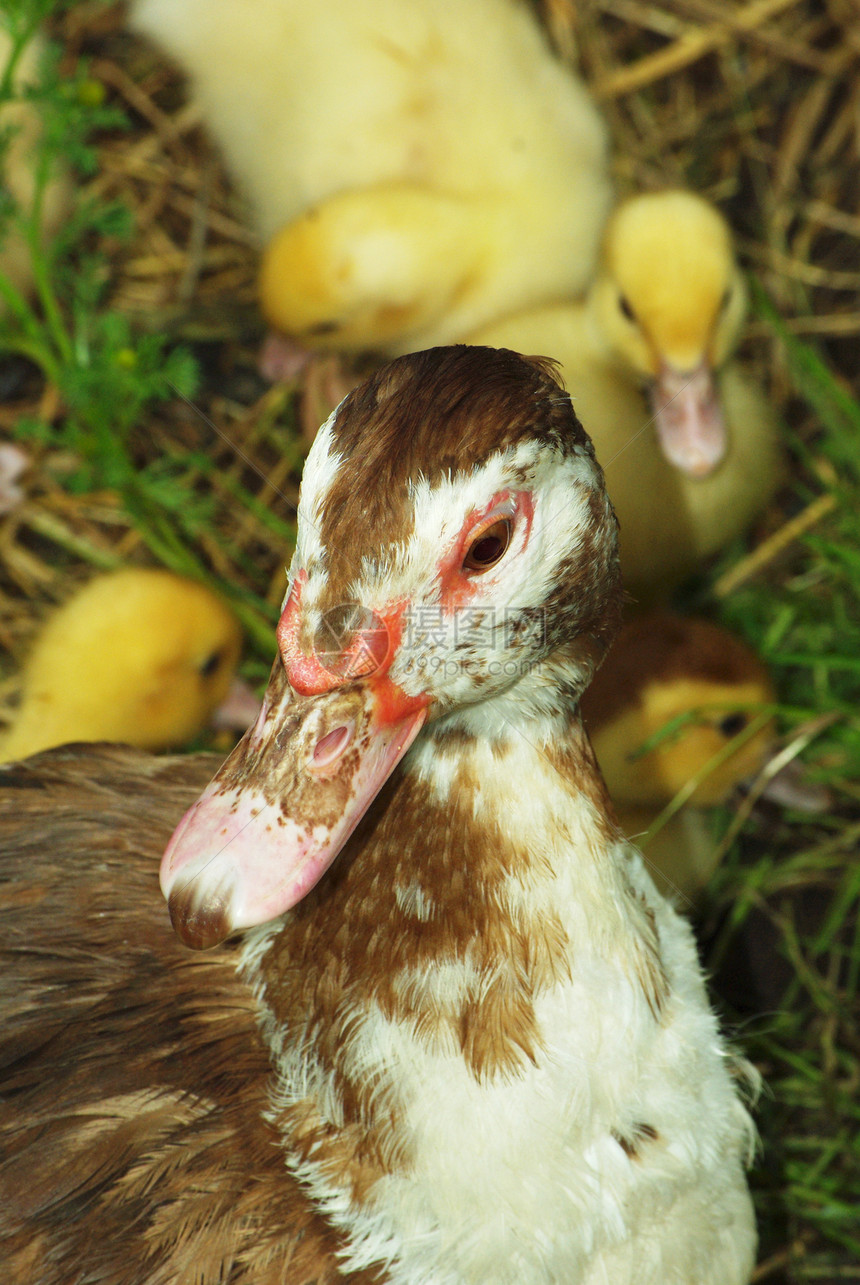鸭和鸭母野生动物婴儿家庭翅膀羽毛父母鸭子荒野小鸭子图片