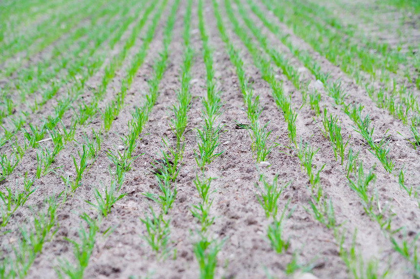 年青谷物收割机场地农民玉米季节农业生长燕麦小麦播种图片