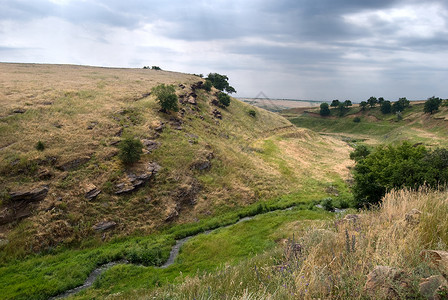 顿涅茨盆地石头草本的高清图片