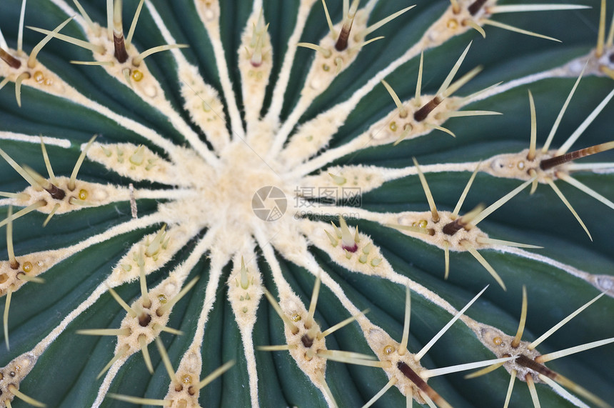 仙地叶子脊柱生长植物情调异国植物群宏观沙漠花园图片