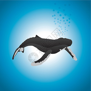 Humback 鲸哺乳动物气泡蓝色黑色坡度背景图片