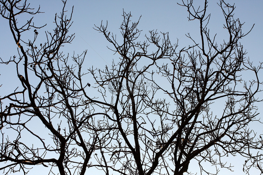 分处植被桦木森林日光树木天空灰色木头树叶白色图片