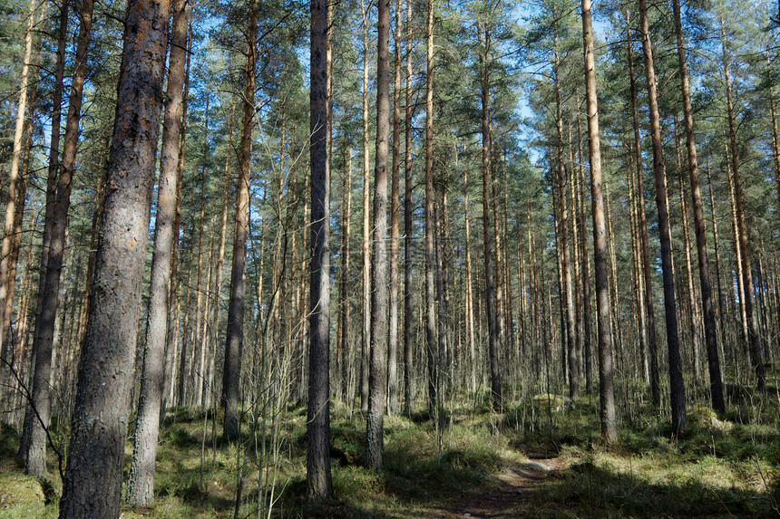 森林木头分支机构针叶林风景环境蓝色农村天空晴天绿色植物图片