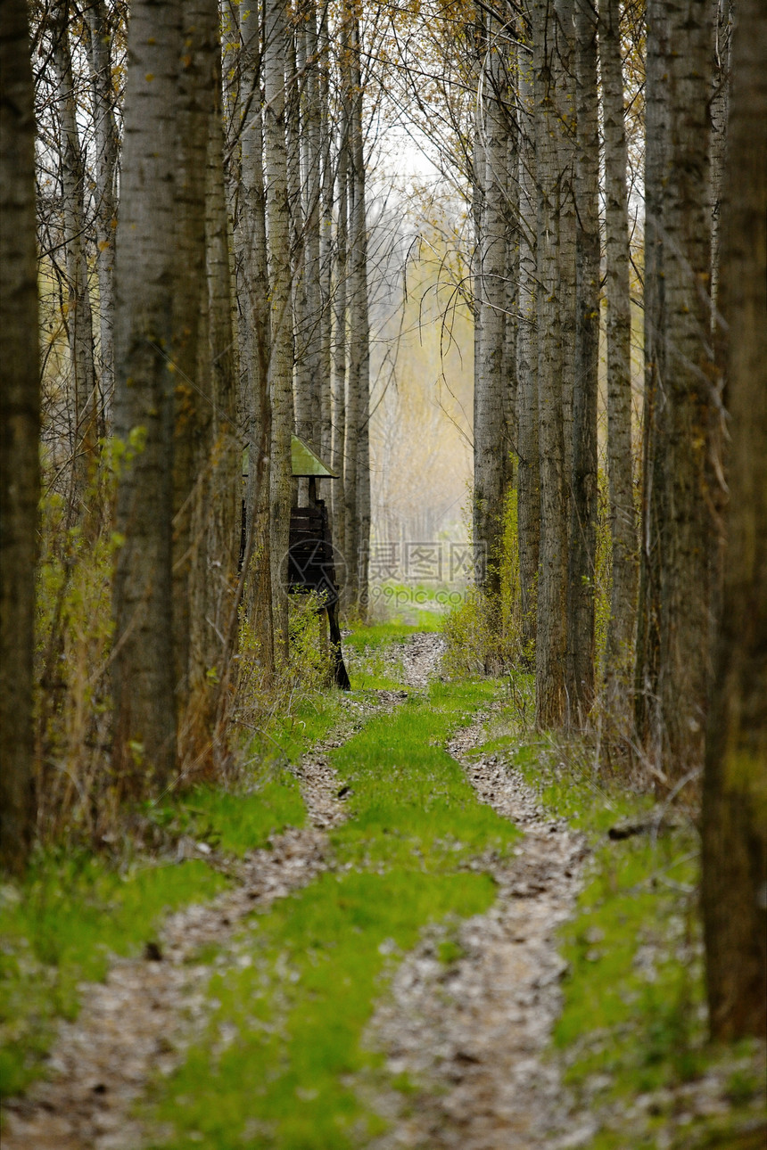 森林灰色岗楼芦苇猎人踪迹自然场地荒野邮政小路图片