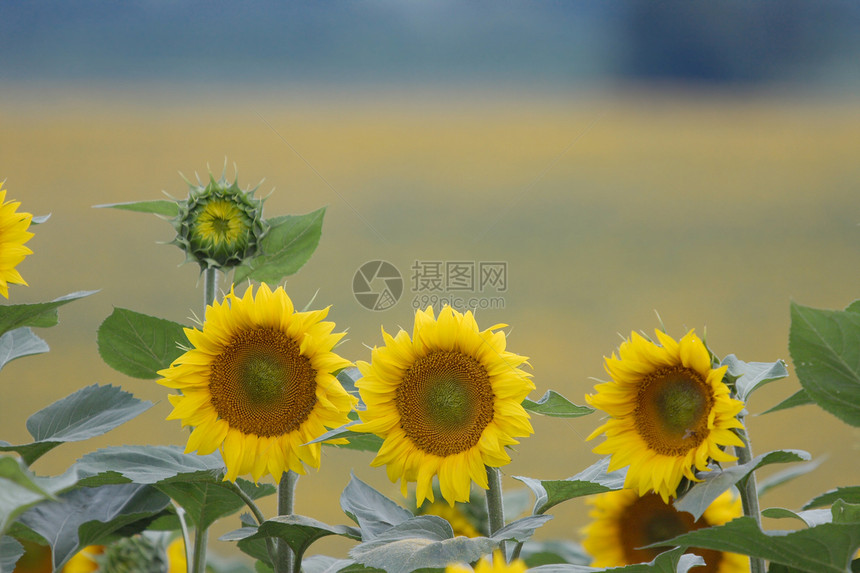 向日向太阳晴天国家生产花瓣植物生活风景收成种子图片