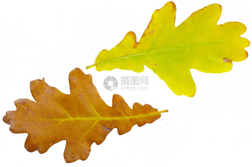 白色背景上的黄色秋叶橡叶Name公园背光植物群季节季节性绿色曲线橡木棕色宏观图片