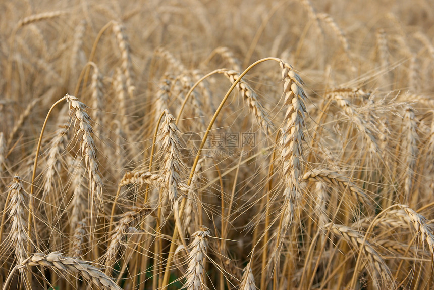 小麦农场农民土地草地国家生产环境植物种子农田图片
