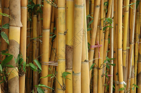 竹子黄色叶子植物条纹木头热带金子灌木丛绿色背景图片