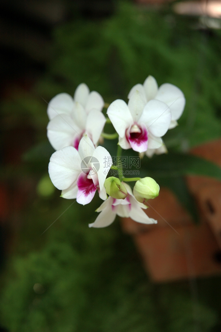 白兰花植物学美丽花朵热带兰花植物白色图片