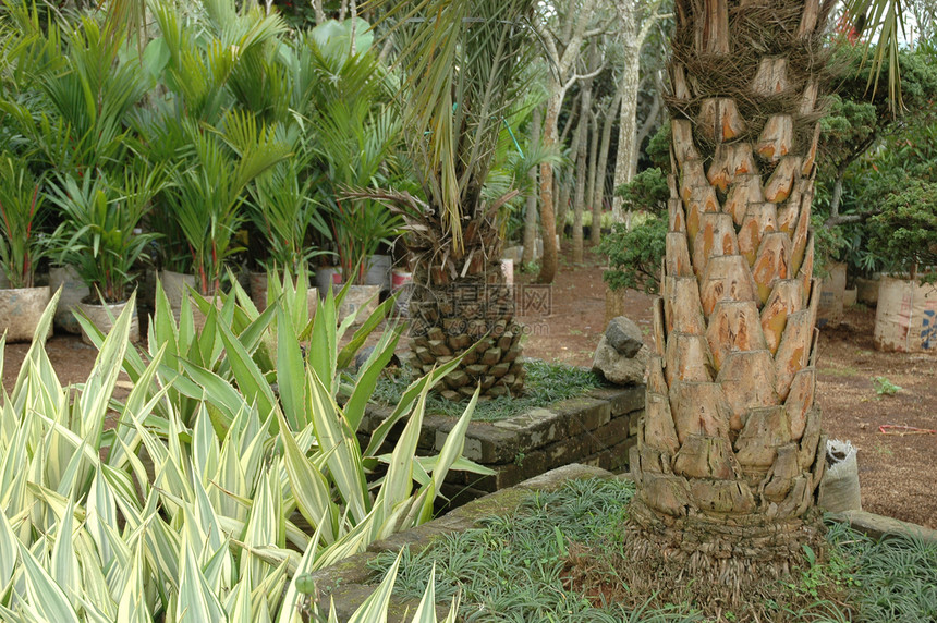 热带热带花园叶子植物后院图片