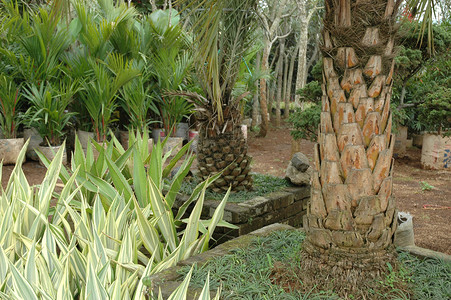热带热带花园叶子植物后院背景图片