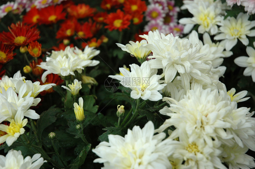 aster 键红色翠菊植物学植物黄色橙子宏观花园热带叶子图片