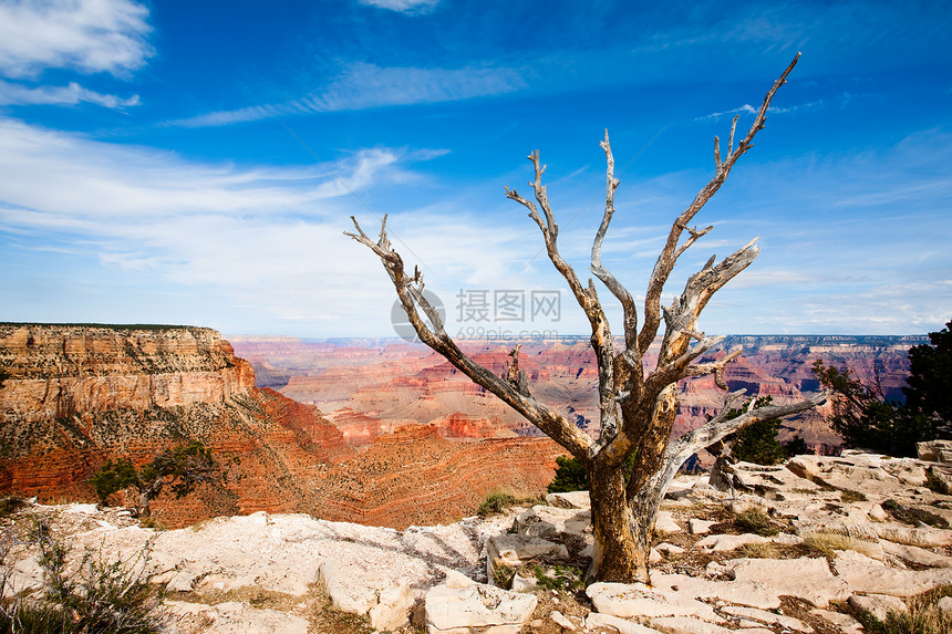 在大峡谷边缘的死树沙漠悬崖侵蚀红色木头壁架轮缘天空环境公园图片