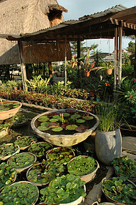 热带热带花园植物后院叶子背景图片