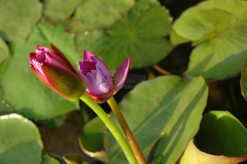 莲花花池塘美丽阳光植物学环境异国绿色花园花朵植物图片