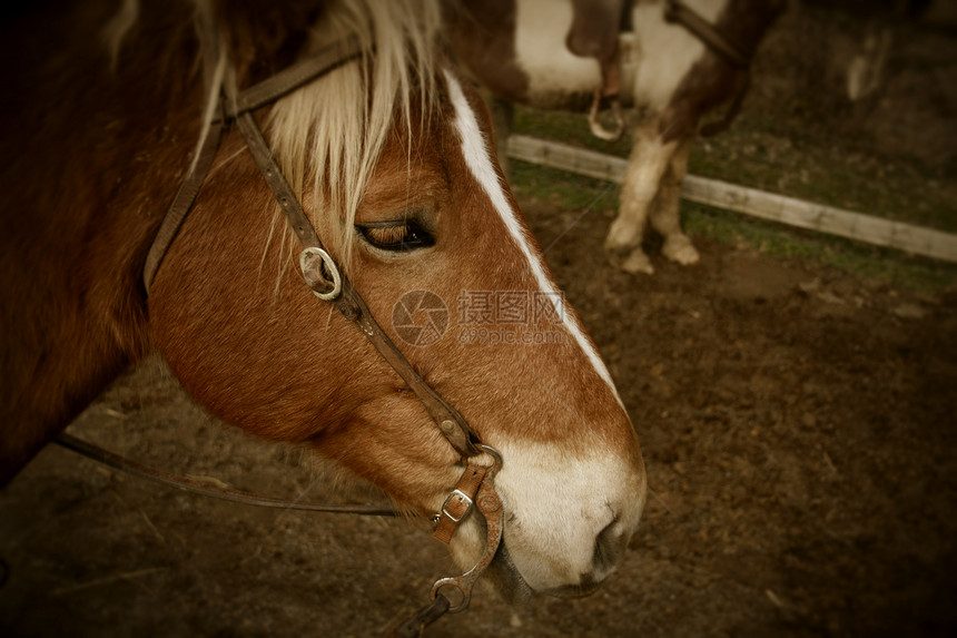 马头马术板栗鬃毛缰绳哺乳动物力量鼻子棕色图片