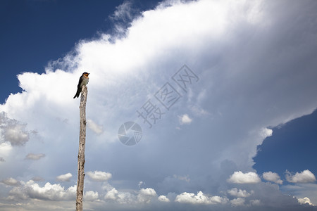 有夏季风暴云的鸟背景图片