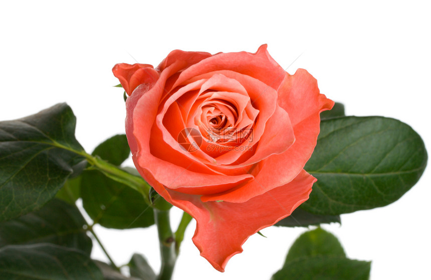 从上方的粉红玫瑰视图玫瑰绿色叶子白色花朵宏观礼物花瓣展示红色图片