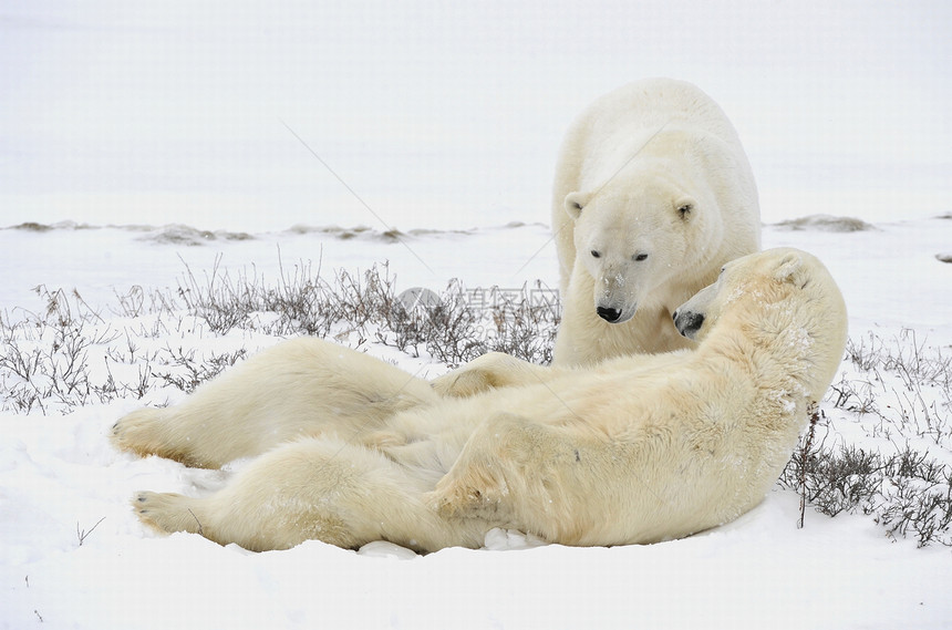 两只北极熊可以休息了食肉野生动物蓝色童年爪子苔原鼻子旅行荒野生物图片