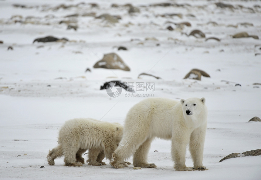 北极熊与幼崽荒野栖息地濒危母亲婴儿苔原孩子们食肉天气寒冷图片