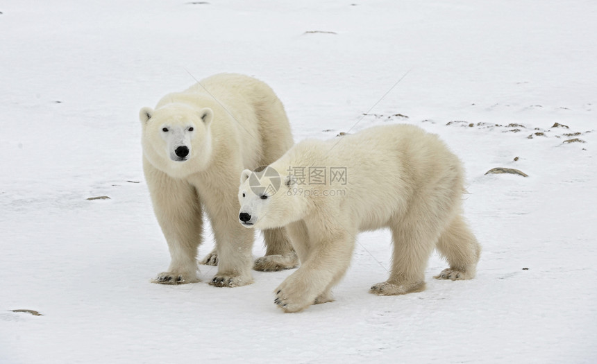 两只北极熊爪子危险旅行濒危苔原栖息地鼻子食肉毛皮生物图片