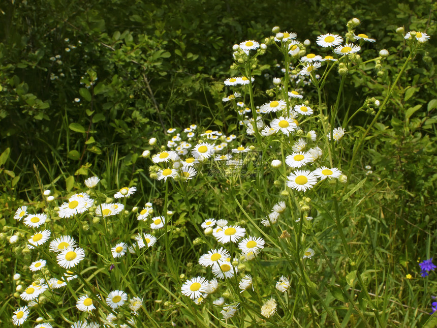 很多花朵场地荒野空地森林树木白色花瓣绿色植物黄色图片