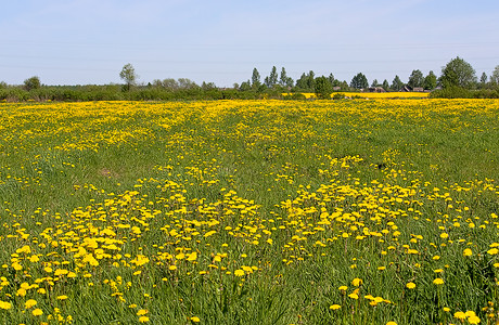 花层面积摄影植物学天空农村植物群草地场地植物花朵背景图片