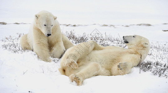 雪熊啤酒两只北极熊可以休息了蓝色危险鼻子动物栖息地野生动物食肉旅行爪子哺乳动物背景