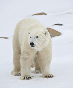 熊北极熊青年北极熊的肖像天气哺乳动物蓝色毛皮生物旅行危险栖息地野生动物爪子背景