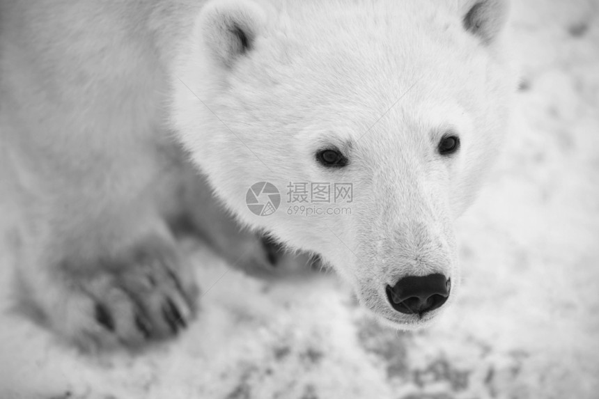 北极熊的肖像生物哺乳动物动物食肉蓝色荒野海事童年旅行捕食者图片