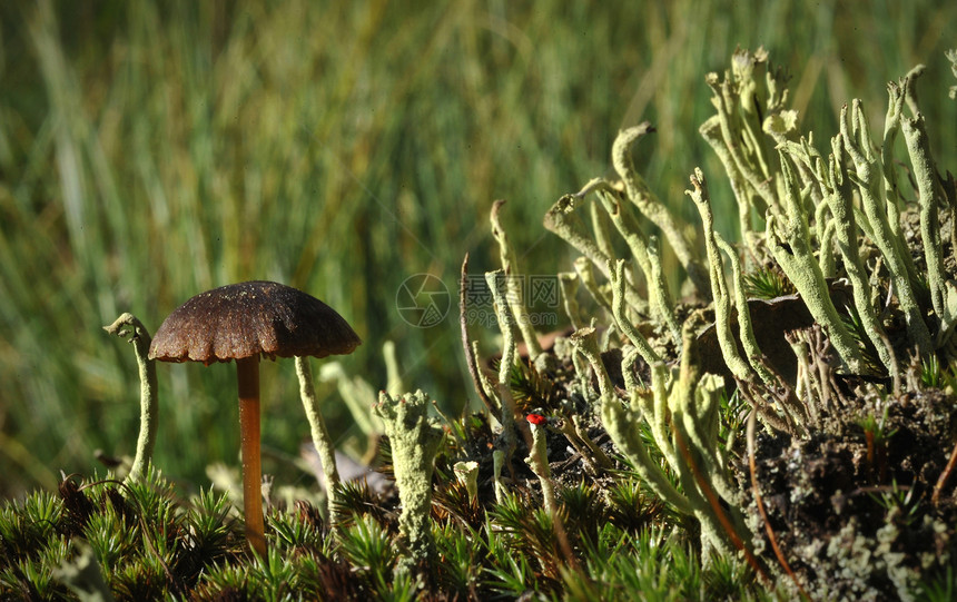 蘑菇和苔驯鹿地衣苔藓沼泽针叶林植物荒野木头森林食物图片