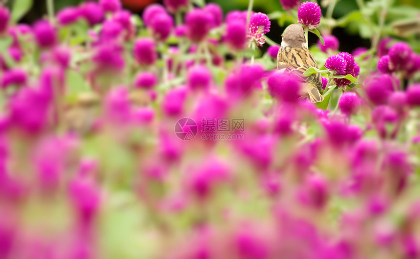 可爱的麻雀站在美丽的紫花上园艺植物群环境球体植物花园花瓣公园叶子场地图片