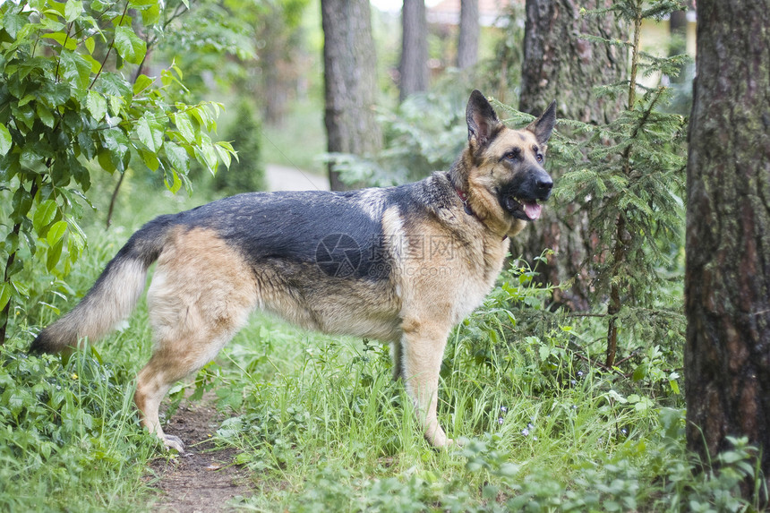 德国牧羊犬朋友警卫安全手表小狗绿色宠物森林哺乳动物图片