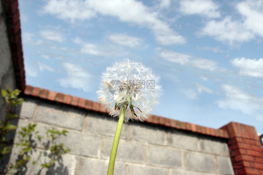 后花园里有自由的花朵图片