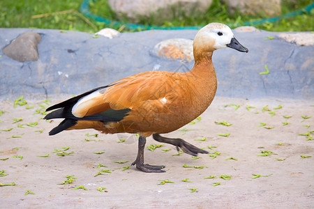 卢迪谢尔德克鸭子红色动物园濒危起搏物种冒充鸟类高清图片