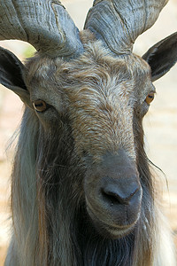 山羊动物鼻子濒危眼睛动物园哺乳动物反刍动物物种牛角头发背景图片