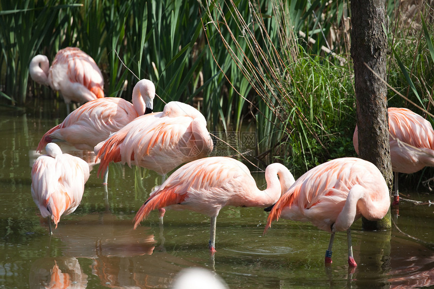 一群火烈鸟动物园野生动物池塘粉色团体荒野红色图片